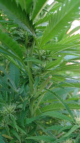 Growreport Bild 28