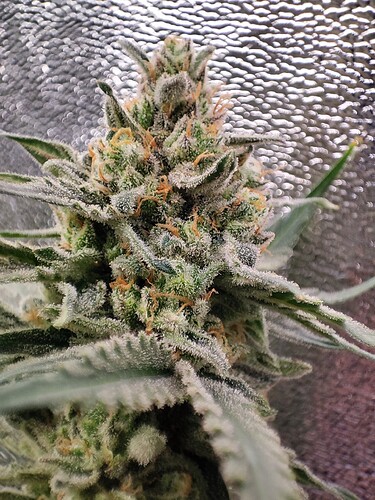 Growreport Bild 3