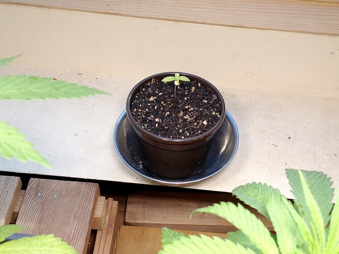 Ein kleiner Cannabis-Sämling in einem braunen Topf auf einem Untersetzer, umgeben von anderen Pflanzenblättern.
