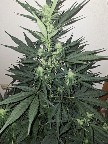 Growreport Bild 2