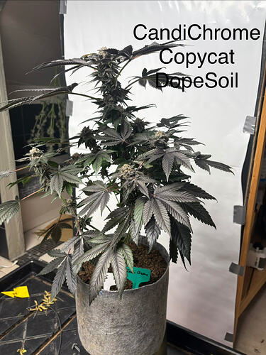 IMG_4248