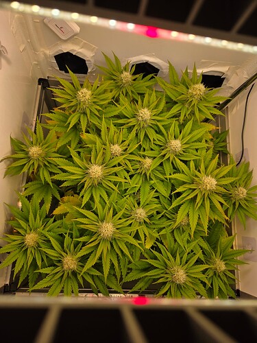 Growreport Bild 5