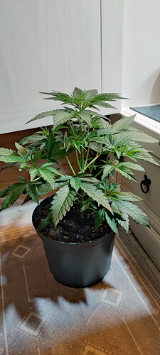 Growreport Bild 1