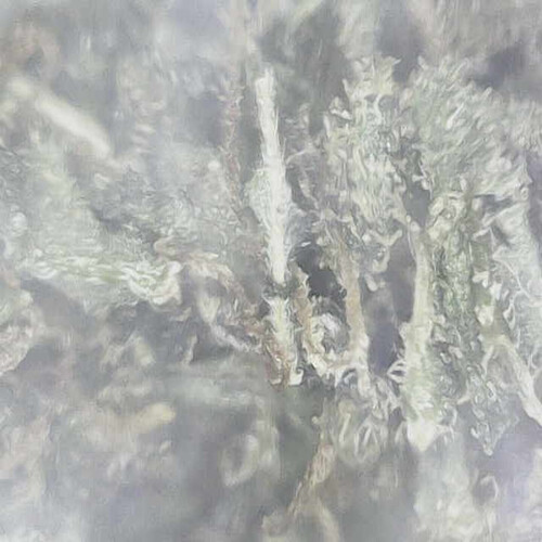Growreport Bild 74