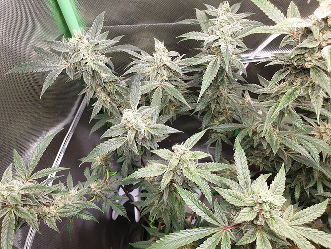 Growreport Bild 5