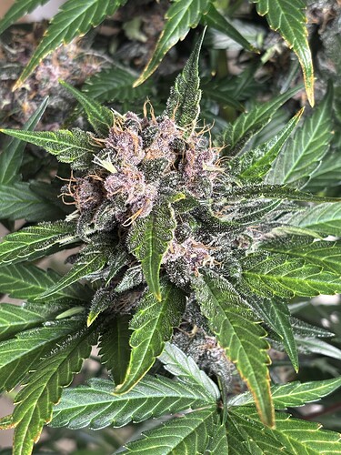 Growreport Bild 45