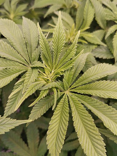 IMG_20250119_193351 - Kopie