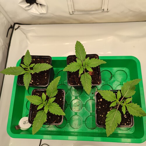Growreport Bild 9
