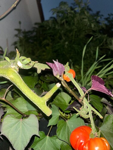 Growreport Bild 69