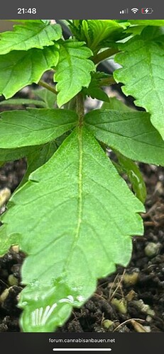 Growreport Bild 31