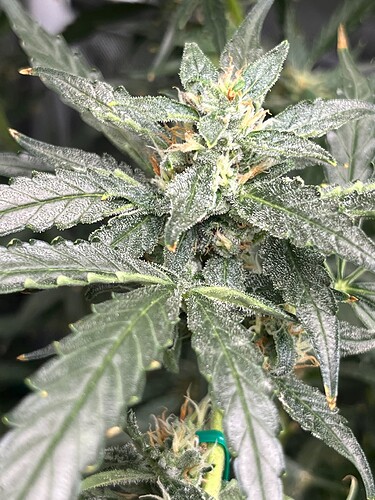 Growreport Bild 6