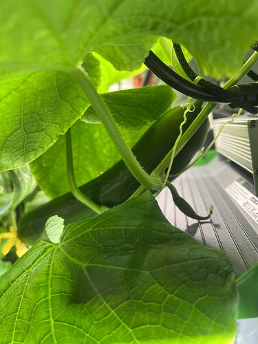 Growreport Bild 39