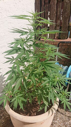 Growreport Bild 70