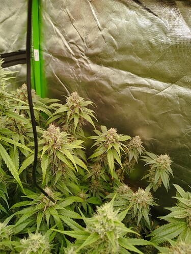 Mehrere Cannabis-Pflanzen in der Blütephase mit dichten, lila gefärbten Blütenständen und grünen Blättern, die in einer Growbox wachsen.