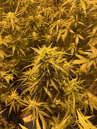 Growreport Bild 1