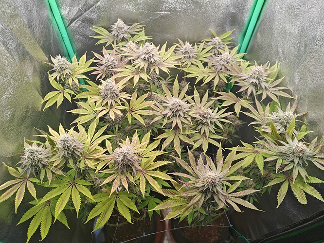 Growreport Bild 15