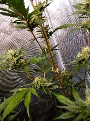 Growreport Bild 9