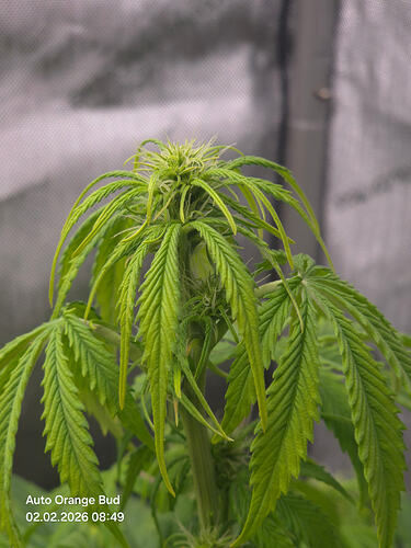 Nahaufnahme der Spitze einer blühenden Cannabis-Pflanze mit hellgrünen Blättern und beginnender Blütenbildung.