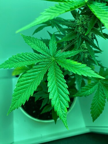 Growreport Bild 9