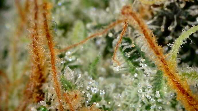 Growreport Bild 11