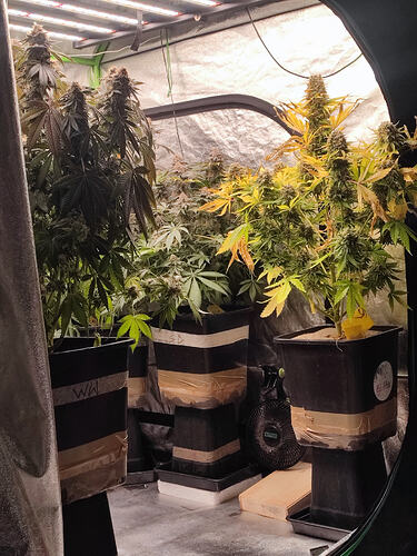 Growreport Bild 41