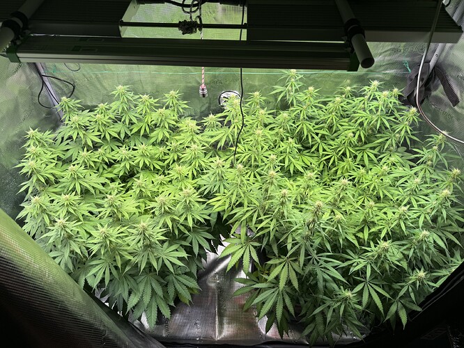 Growreport Bild 40