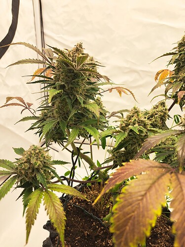 Growreport Bild 11