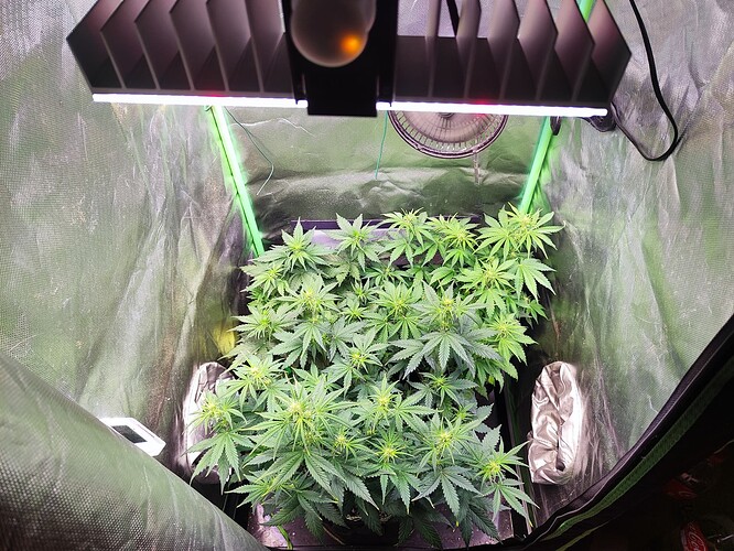 Growreport Bild 5