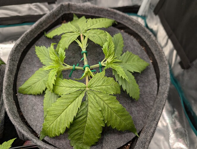 Growreport Bild 8