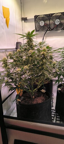 Growreport Bild 8