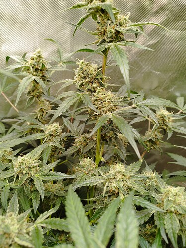 Eine blühende Cannabispflanze mit dichten, harzigen Blütenständen und grünen Blättern, die in einer Growbox wächst.