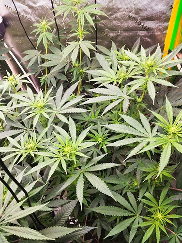 Growreport Bild 25