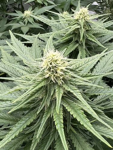 Growreport Bild 3