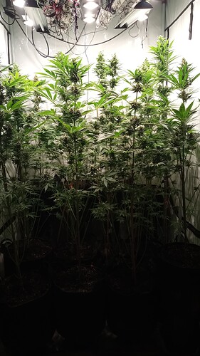Growreport Bild 16