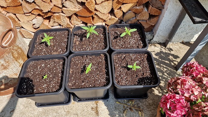 Growreport Bild 9