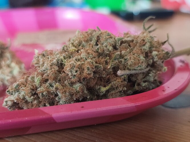 Growreport Bild 8