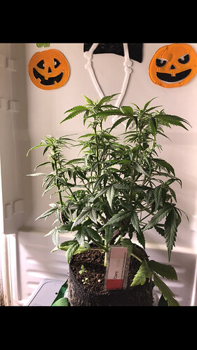 Growreport Bild 30