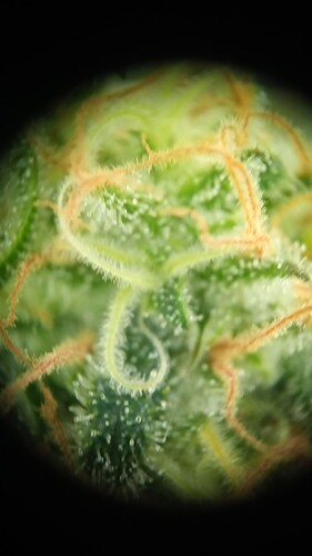 Growreport Bild 23