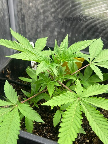Growreport Bild 26