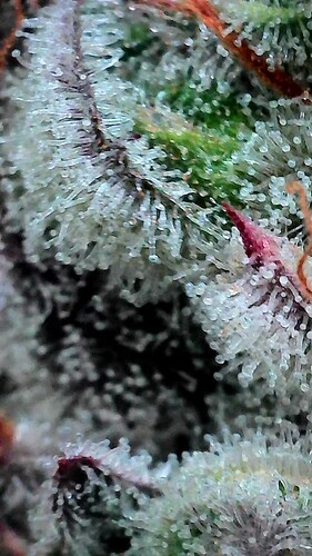 Growreport Bild 7