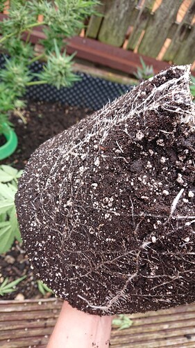 Growreport Bild 2