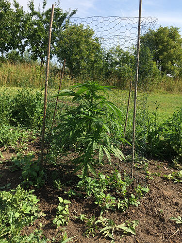 Grow2606182