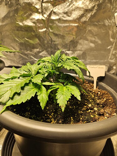 Growreport Bild 42