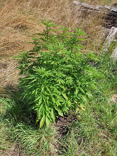 Growreport Bild 18