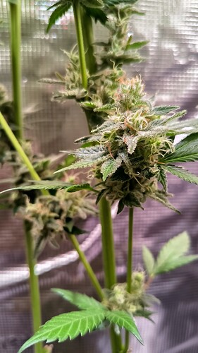 Growreport Bild 10