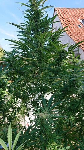 Growreport Bild 70