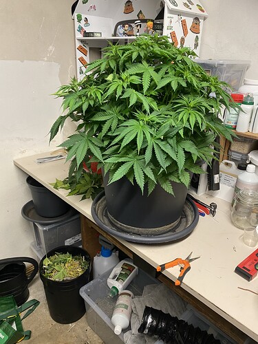 Growreport Bild 54