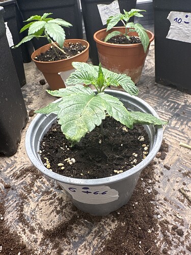 Growreport Bild 4