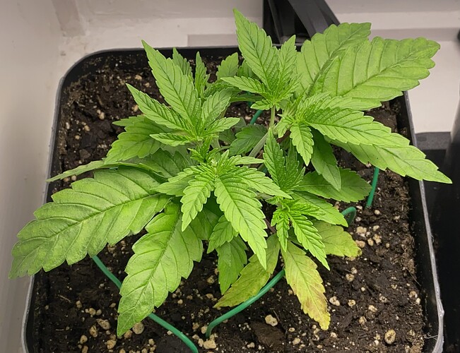 Growreport Bild 2