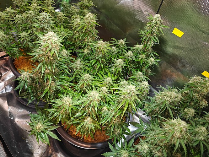 Growreport Bild 5